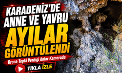 Karadeniz’de Anne Ayı ve Yavruları İnlerinde Dronla Görüntülendi