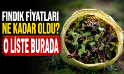 Fındık Fiyatları Ne Kadar Oldu? Güncel İl İl Fındık Fiyatları Açıklandı!