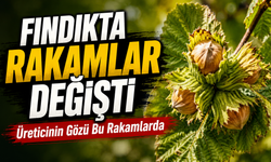 Fındık Piyasasında Yeni Hafta Öncesi Kritik Rakamlar Ortaya Çıktı