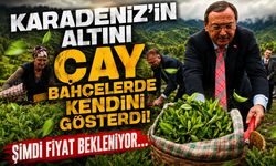 Karadeniz'in Altını Çay Bahçelerinde Kendini Gösterdi! Şimdi Fiyat Bekleniyor...