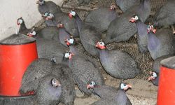 Bölgemizde beç tavukları zararlı böceklerle mücadelede kullanılıyor