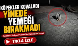 Karadeniz’de Ayının Görüntüleri Kameralara Yansıdı; Köpekler Kovaladı Yine de Yemeğini Bırakmadı
