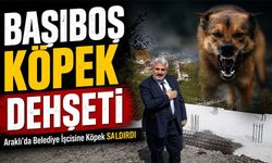 Araklı'da Başıboş Köpek Saldırısı: Mahalle Muhtarından Acil Çözüm Çağrısı