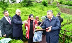 Of’ta 2026 Yaş Çay Sezonu Açıldı! Üreticilere Bereket Mesajı