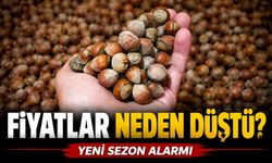 Fındık Fiyatlarında Büyük Makas Açıldı: Giresun Zirveyi Bırakmıyor