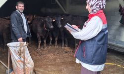 Of’ta Kırsalda Bereket Projesiyle Üreticiye Büyükbaş Hayvan Desteği Sağlandı