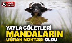 Ordu Yaylalarında Yağış Sonrası Oluşan Göletler Mandaların Serinleme Alanı Oldu