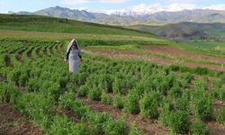 Bayburt'ta kadın üreticinin yetiştirdiği 'tarhun' ihraç ediliyor