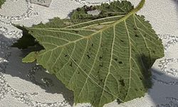 Giresun'da kahverengi kokarcaya karşı samuray arısı salımı başladı