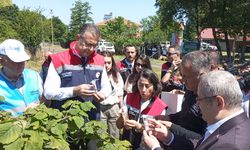 Kahverengi kokarca zararlısı ile biyolojik mücadele için doğaya samuray arıcığı salındı