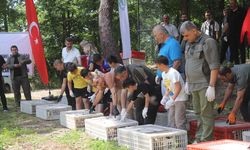 Ordu'da kahverengi kokarcayla biyolojik mücadele için doğaya 1600 sülün bırakıldı
