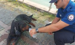 Yaralı köpeğe polisin su verdiği anlar kamerada