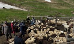 Aydıntepe'de küçükbaş hayvanlarda aşılama ve küpeleme çalışmaları sürüyor