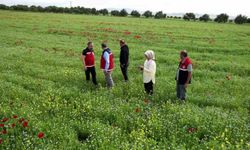 Çiftçiler, kuraklık ve zirai dona dayanıklı ürünlere yöneldi