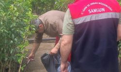 Fidancılık işletmeleri mercek altında