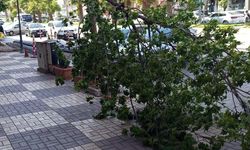 Kahta'da şiddetli rüzgar ağacı devirdi