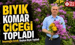 İmamoğlu İstedi, Başkan Bıyık Yaylaya Çıktı: Komar Çiçekleri İstanbul Yolunda