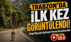 Trabzon’da İlk Kez Görüntülendi! Çengel Boynuzlu Dağ Keçisi Yavrusu Karayoluna İndi