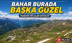 Trabzon Yaylaları Bahar Renkleriyle Büyüledi: Karlı Zirveler Ziyaretçileri Kendine Hayran Bıraktı