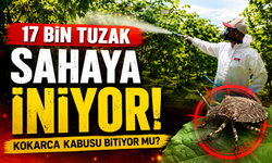 Fındık Üreticilerine Kritik Uyarı: Kahverengi Kokarca İçin Yeni Dönem Başladı