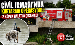 Ordu’da Mahsur Kalan Köpekleri İtfaiye Kurtardı
