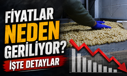 Güncel Fındık Fiyatları Bugün Ne Kadar? Fiyatlar Neden Düştü?