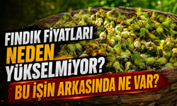Serbest Piyasada Fındık Fiyatları Neden Yükselmiyor? İl İl Fındık Fiyat Listesi