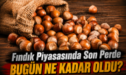 Fındık Piyasasında Son Perde: Güncel Fındık Fiyatları Bugün Ne Kadar Oldu?