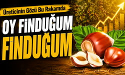 Üreticinin Gözü Bu Rakamda: Fındıkta İl İl Güncel Fiyatlar