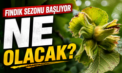 Fındığını Satanlar Yaşadı: Yeni Sezonda Fındık Fiyatları Nasıl Olacak?