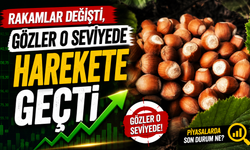 Fındık Piyasasında Cuma Ateşi: Rakamlar Değişti, Gözler O Seviyede