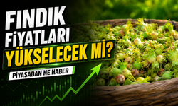 Güncel Fındık Fiyatları Bugün Ne Kadar Oldu? Fındık Fiyatları Yükselecek mi?