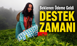 Çay Üreticilerine Beklenen Haber Geldi: Destek Ödemesi Hesaplara Yattı