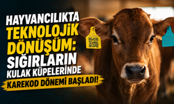 Bakanlıktan Hayvancılıkta Yeni Düzenleme: Sığır Küpelerinde Karekod Dönemi Başladı!