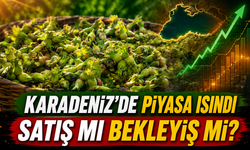Fındık Fiyatlarında Yeni Hasat Öncesi Kritik Tablo: Giresun Zirveyi Bırakmadı