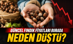 Güncel Fındık Fiyatları Burada; Ordu, Giresun, Sakarya Fiyat Listesi