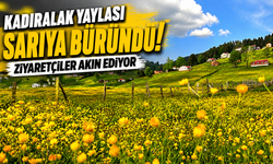 Kadıralak Yaylası Sarıya Büründü! Ziyaretçiler Akın Ediyor
