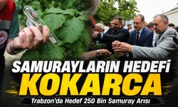 Trabzon’da Hedef 250 Bin Samuray Arısı: Kokarca İle Mücadelede Yeni Safha