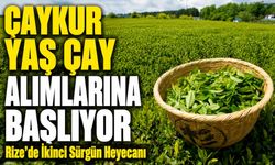 Rize’de İkinci Sürgün Heyecanı: ÇAYKUR Yaş Çay Alımlarına Başlıyor