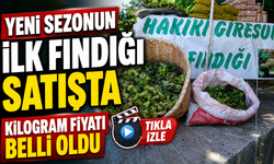 Giresun'da Yeni Sezonun İlk Fındığı Satışta: Kilogram Fiyatı Belli Oldu