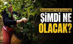 Fındık Piyasasında Tansiyon Yükseliyor: Üreticinin Kaderi Tek Bir Karara Bağlı