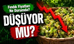 Hasat Öncesi Fındık Piyasasında Şok: Fındık Fiyatları Ne Durumda?