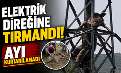 Elektrik Direğine Tırmanan Ayı Telef Oldu