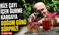 Rize Çayı İçen Gurme Karganın Üçüncü Yaşı Pasta Kesilerek Kutlandı