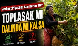 TMO Fındık Fiyatı Açıklamadan Önce Serbest Piyasada Son Durum Ne?