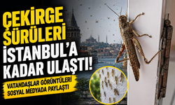 Çekirge Sürüleri İstanbul’a Kadar Ulaştı