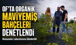 Of’ta Organik Maviyemiş İçin Sertifikasyon Süreci Sürüyor