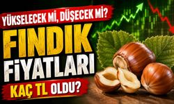 Fındık Fiyatları Yükselecek Mi, Düşecek Mi? Uzman Yorumları