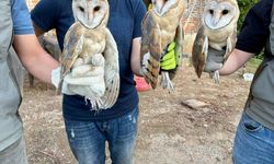 Çatı katında bulunan 3 peçeli baykuş doğaya bırakıldı