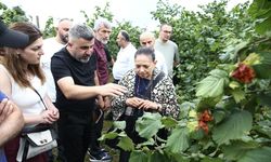 Giresun'da fındıkta dikim sistemleriyle ilgili tarla günü etkinliği düzenlendi
